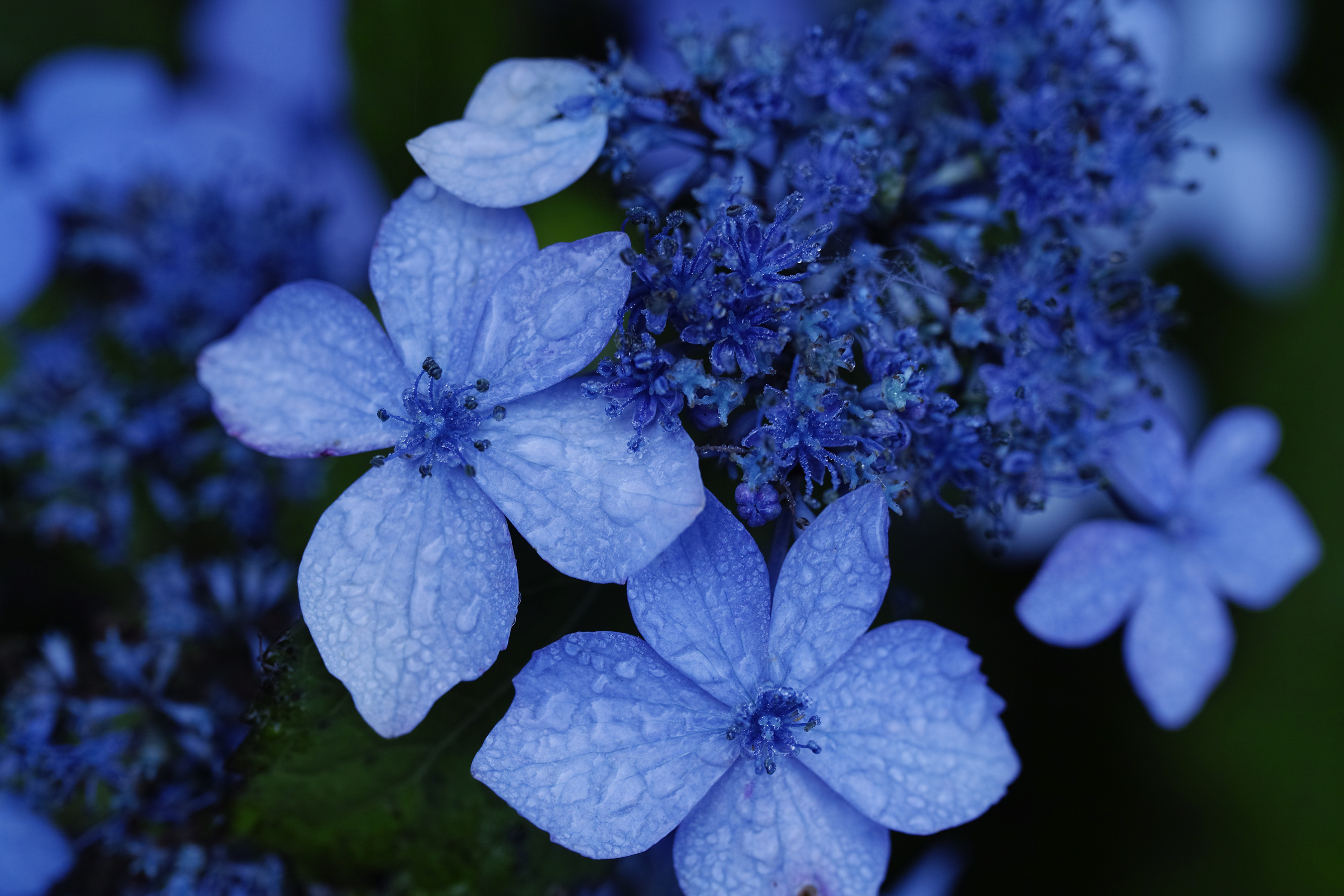 SIGMA A 70mm F2.8 DG MACRO (ソニーE用)