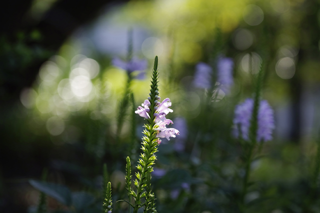 おはよう、横浜。港の見える丘公園　SIGMA sd Quattro H　70mm F2.8 DG MACRO | Art　f3.2 1/320sec. ISO100 WB:sun 絞り優先オート+0.3